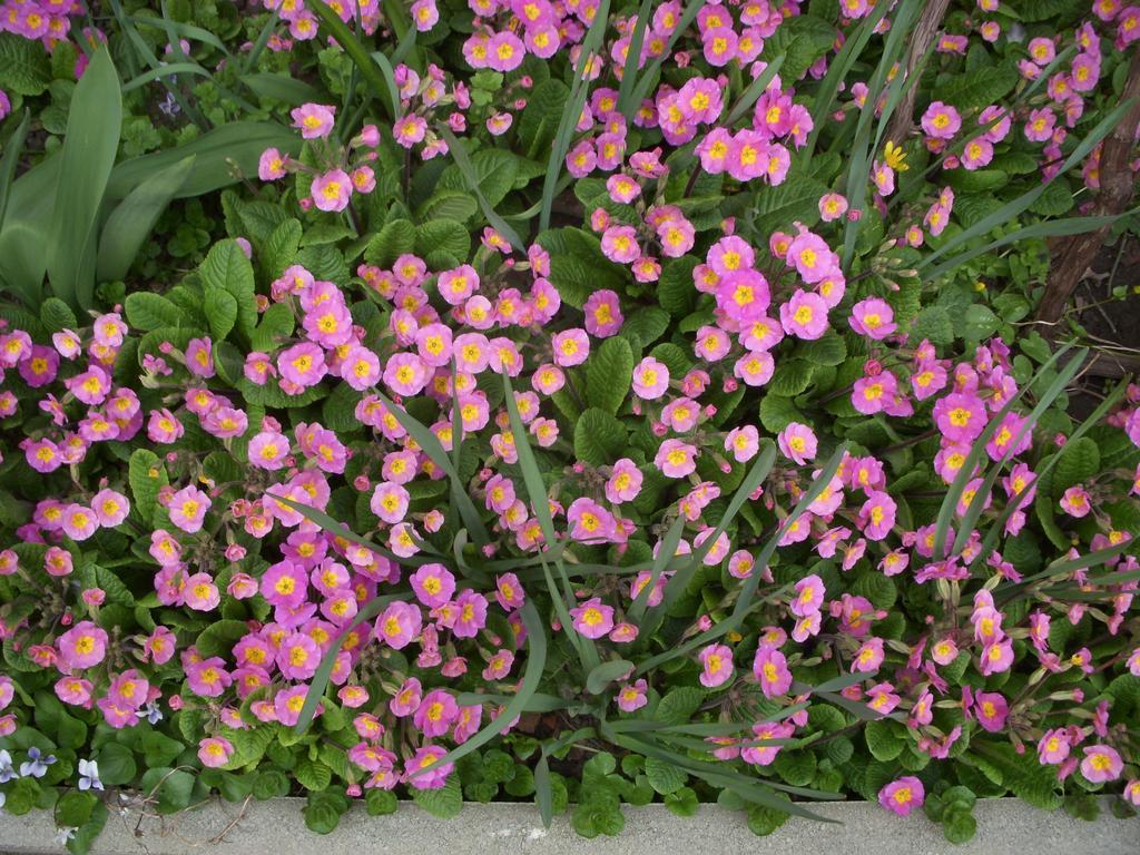 Garden Szivarvany Utcai Vendeghaz Сегед Номер фото